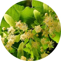 Hárs méz illatolaj 10 ml