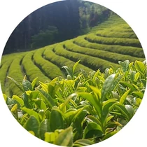 Zöld tea illatolaj 10 ml