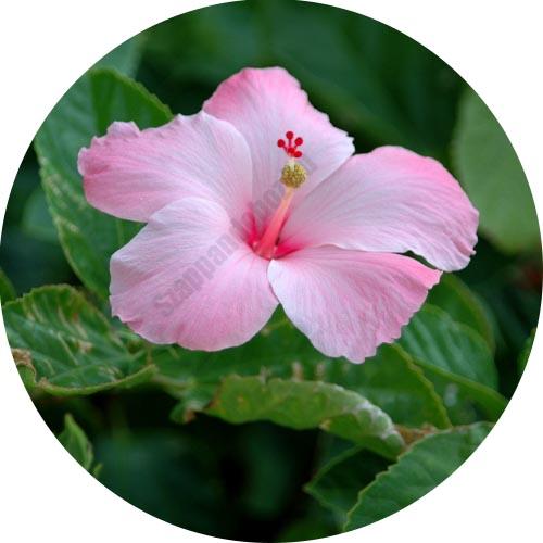 Hibiszkusz illatolaj