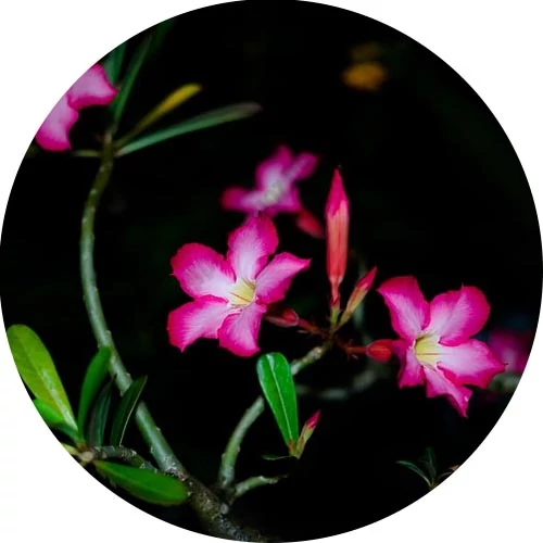 nightflower allergénmentes illatolaj